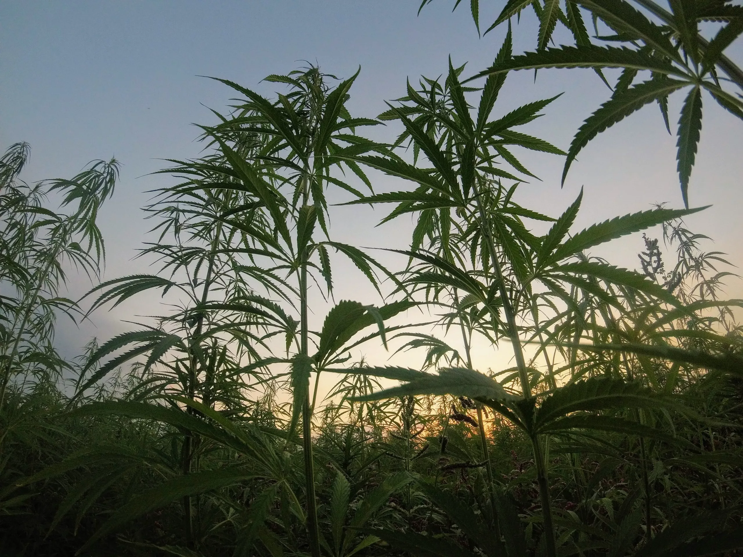 Cannabis bushes and cannabis leaves