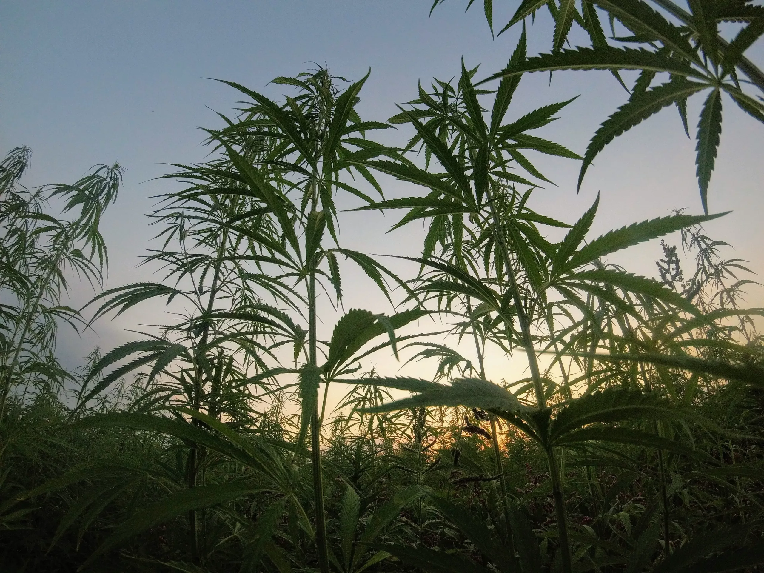 Cannabis bushes and cannabis leaves Cannabis bushes and cannabis leaves